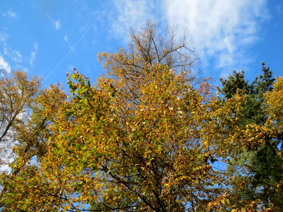 20131019Tilia_cordata2