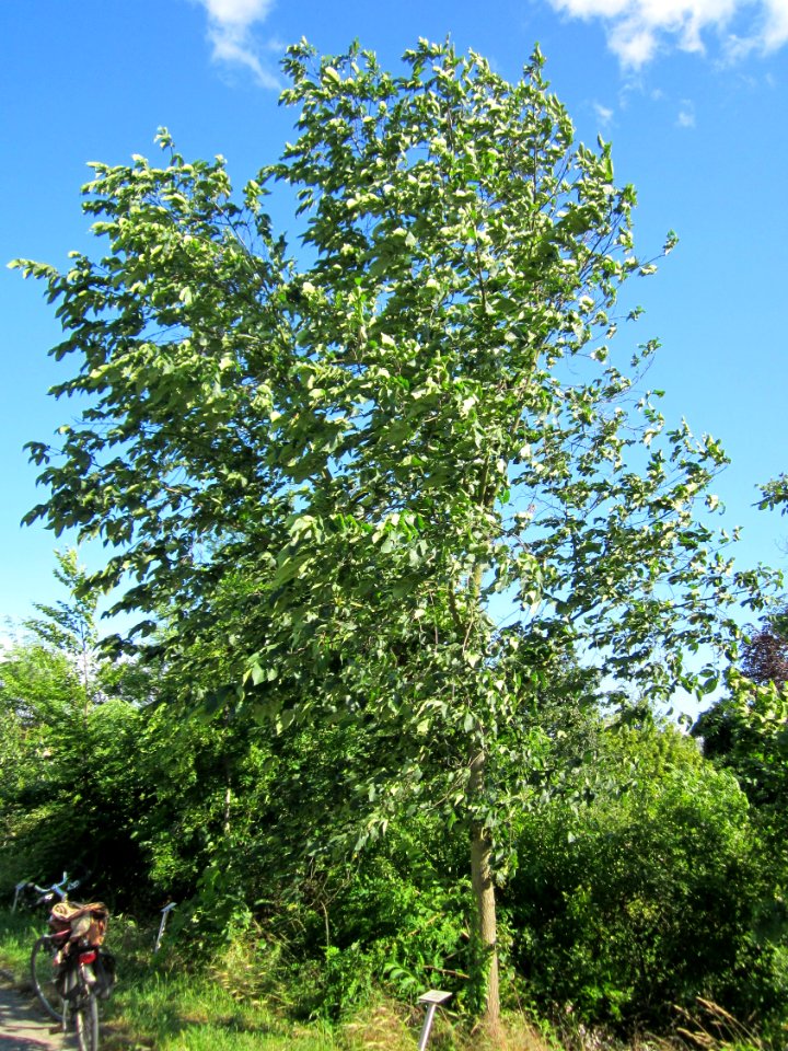 20130623Bergulme_Altlussheim1