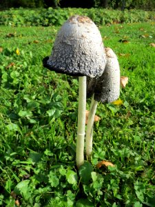 20131022Coprinus_comatus3