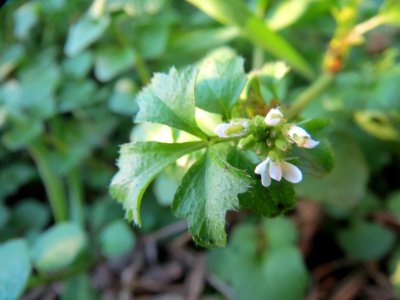 20131109Cardamine_hirsuta