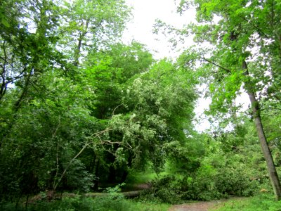 20130622Sturmschaden_Schwetzinger_Hardt01