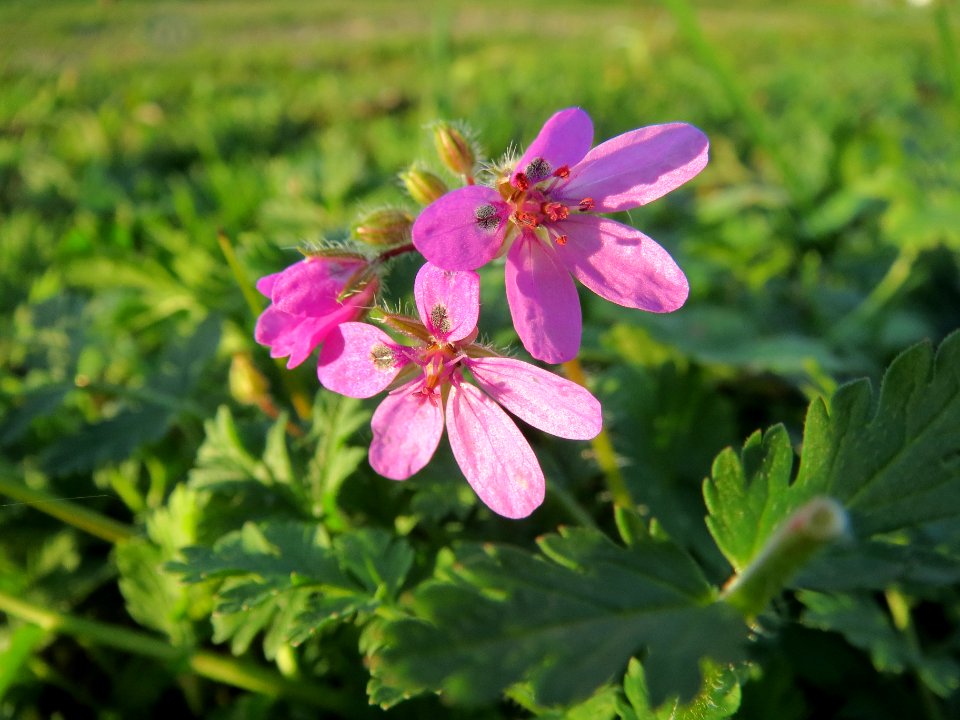 20131111Erodium_cicutarium