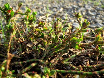 20131022Polygonum_aviculare4