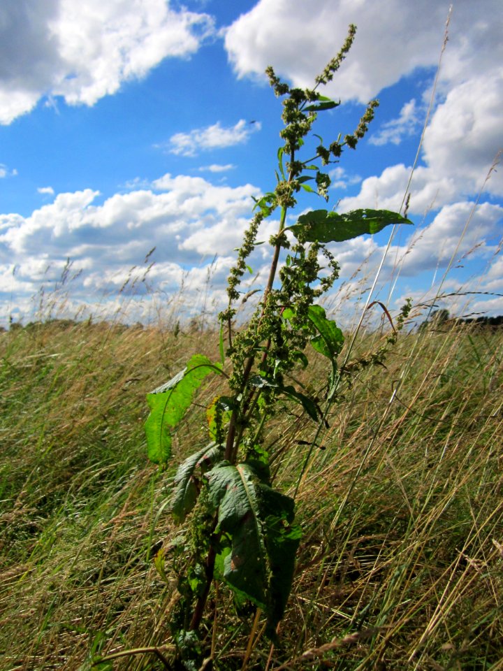 20130621Rumex_obtusifolius3