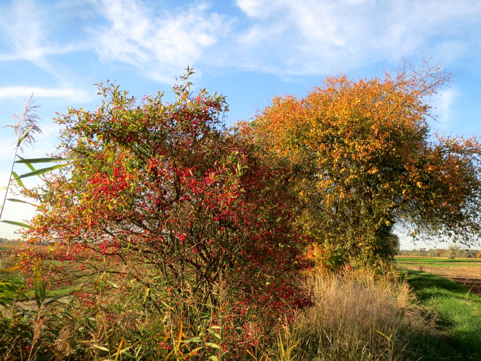 20131022Euonymus_europaeus2