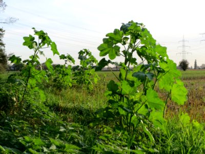 20131022Malva_verticillata2