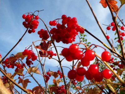 20131022Schneeball1