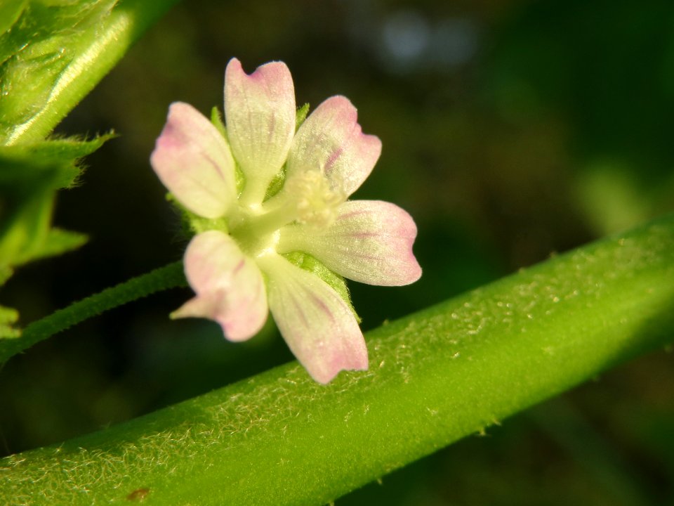 20131022Malva_verticillata8