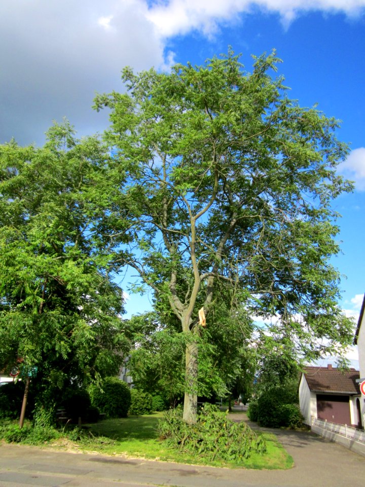 20130621Goetterbaum_Hockenheim