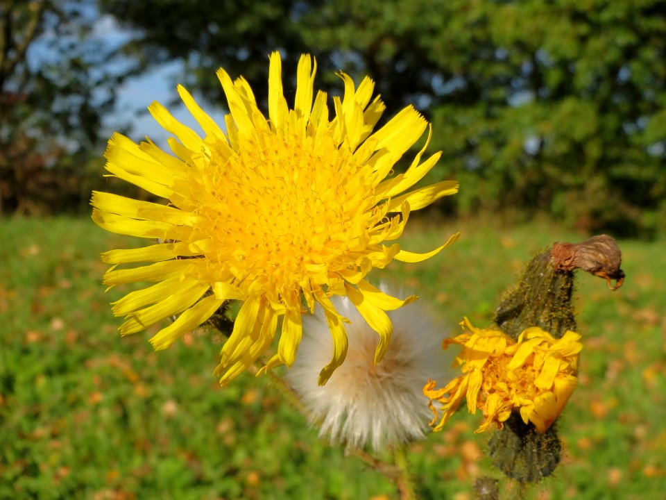 20131022Gaensedistel