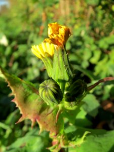 20131109Sonchus_oleraceus