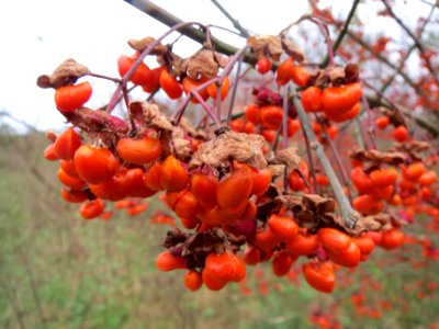 20131125Pfaffenhuetchen1