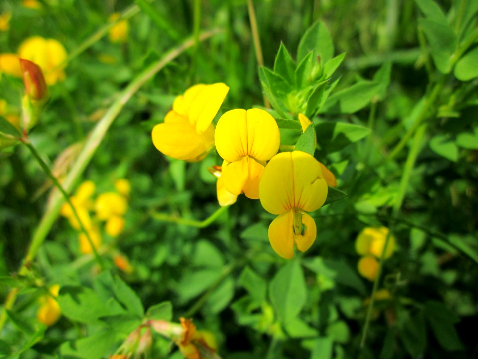 20130702Lotus_corniculatus