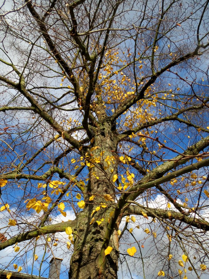 20131109Linde_Hockenheim1