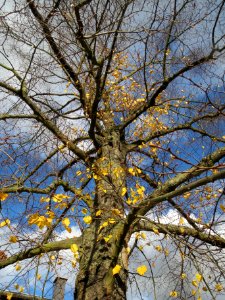 20131109Linde_Hockenheim1