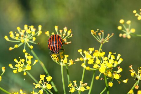 Blossom bloom insect