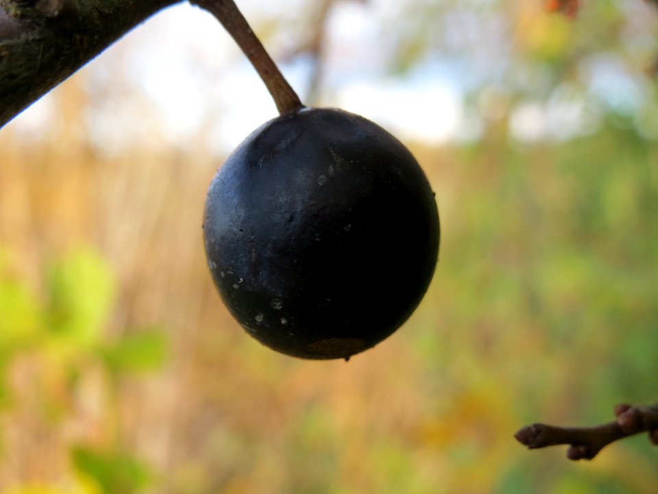 20131109Prunus_spinosa