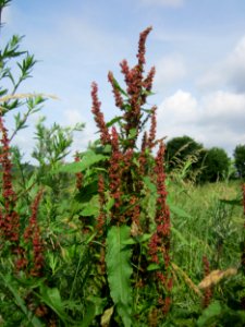 20130702Rumex_obtusifolius1