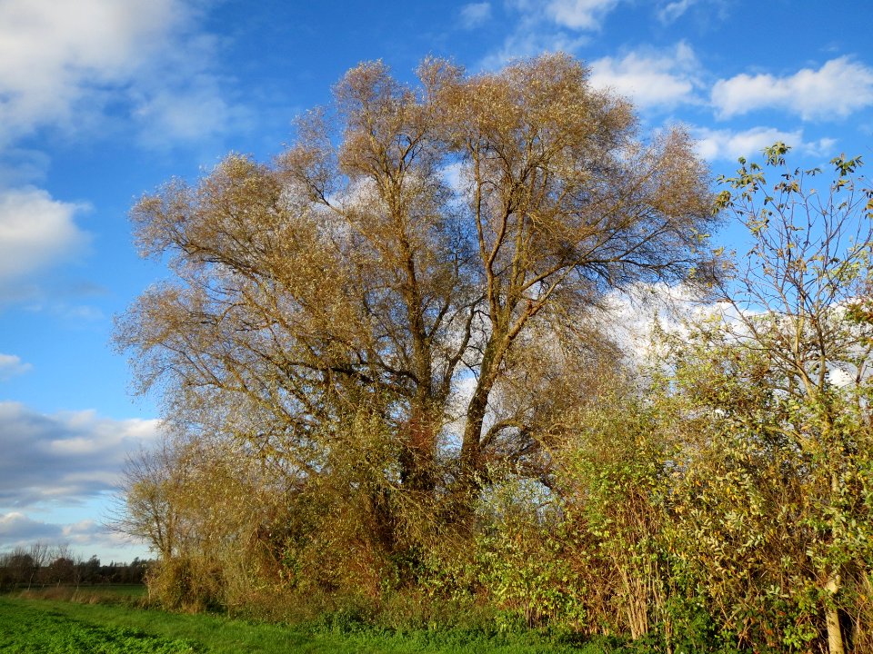20131109Silberweide1