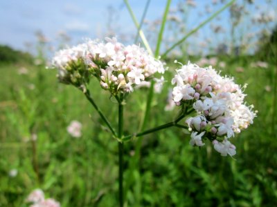 20130702Valeriana_officinalis3