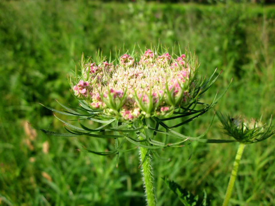 20130628Daucus_carota