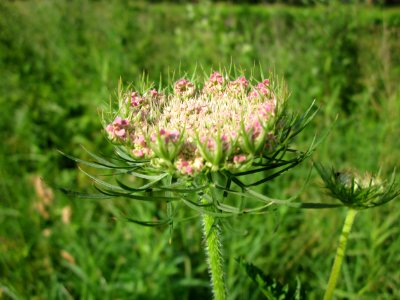 20130628Daucus_carota
