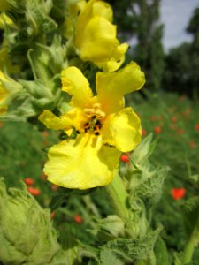 20130621Koenigskerze_Hockenheim3