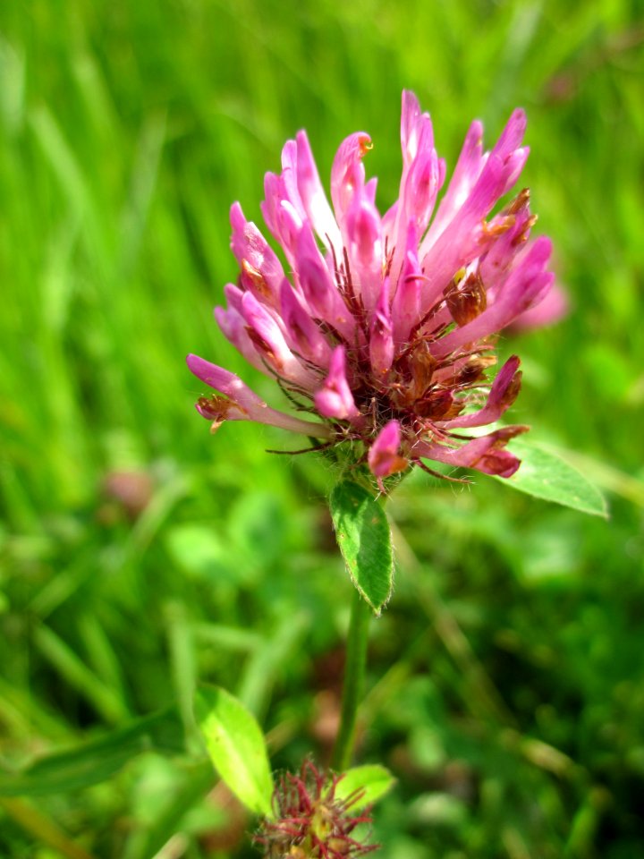 20130702Trifolium_pratense