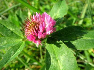 20131022Trifolium_pratense