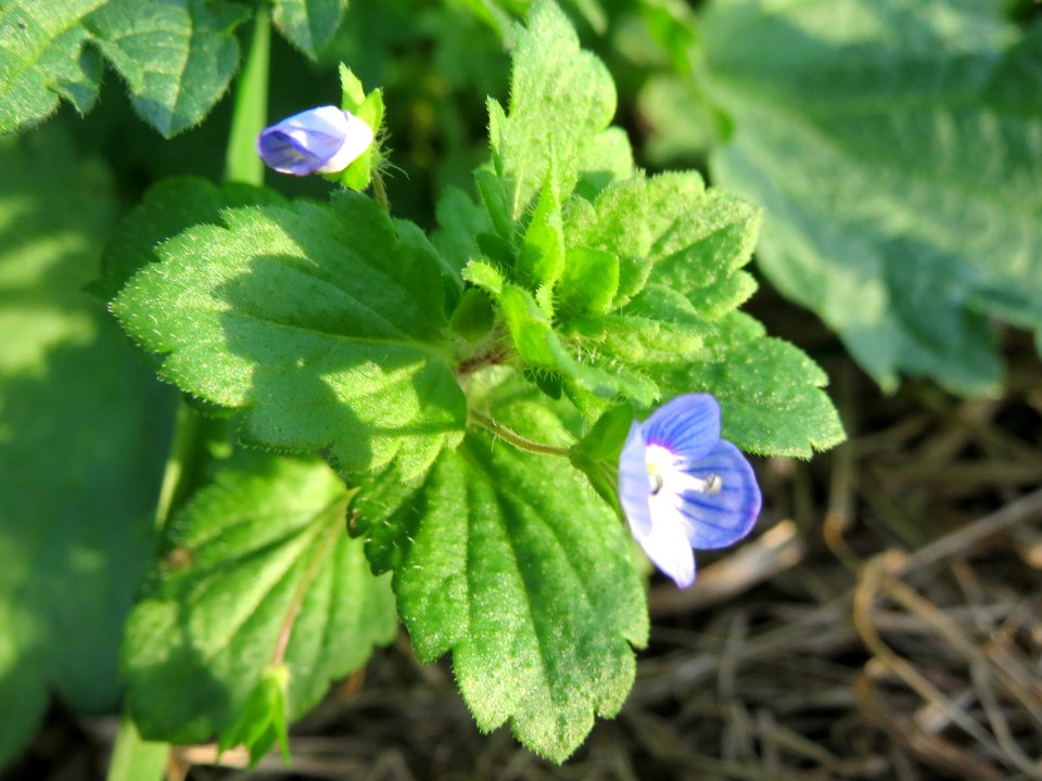 20131022Veronica_persica3
