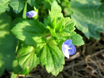 20131022Veronica_persica3