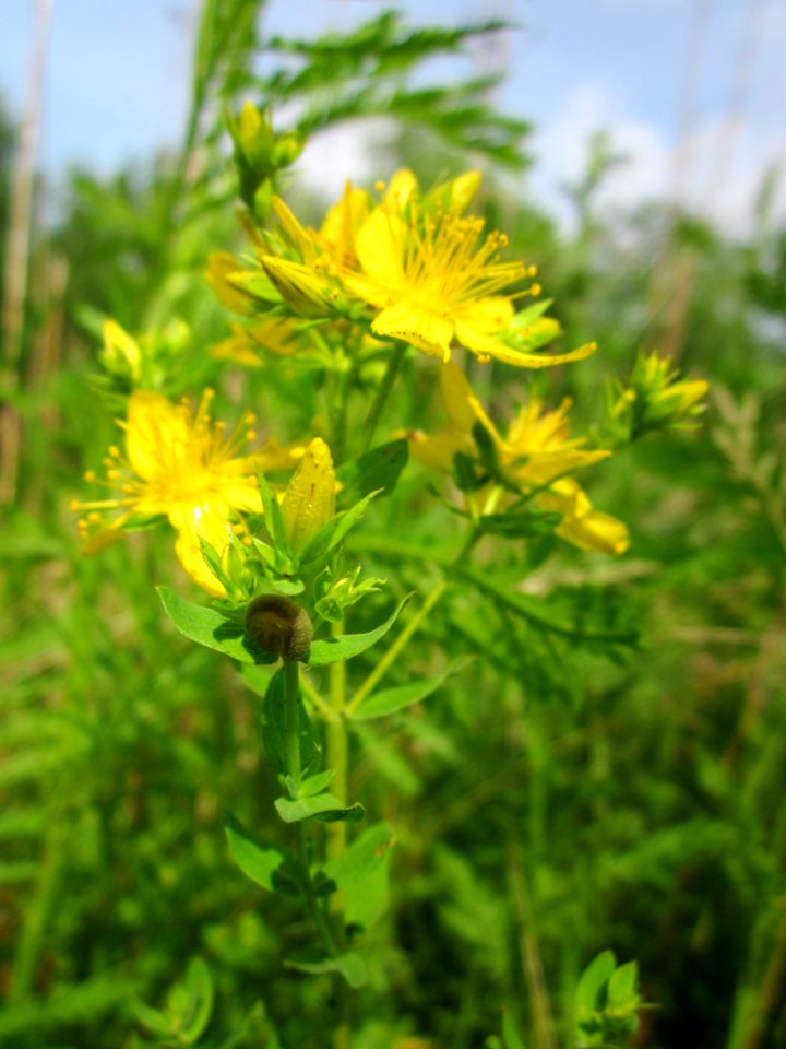 20130702Johanniskraut_St_Arnual