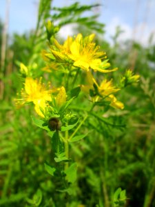 20130702Johanniskraut_St_Arnual