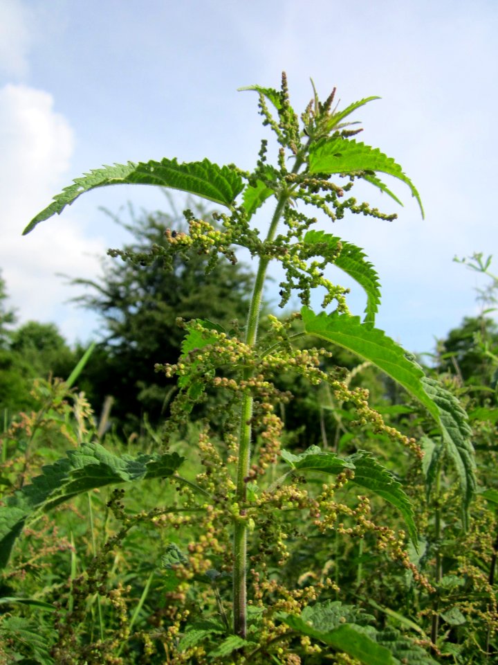 20130702Urtica_dioica2