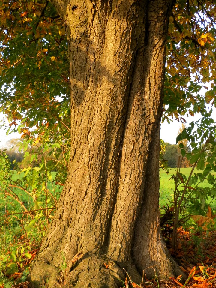 20131022Rosskastanie2