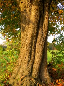 20131022Rosskastanie2