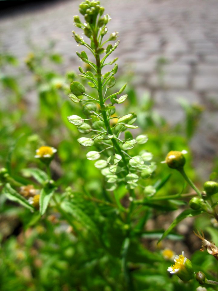 20130702Lepidium_virginicum1