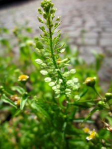 20130702Lepidium_virginicum1