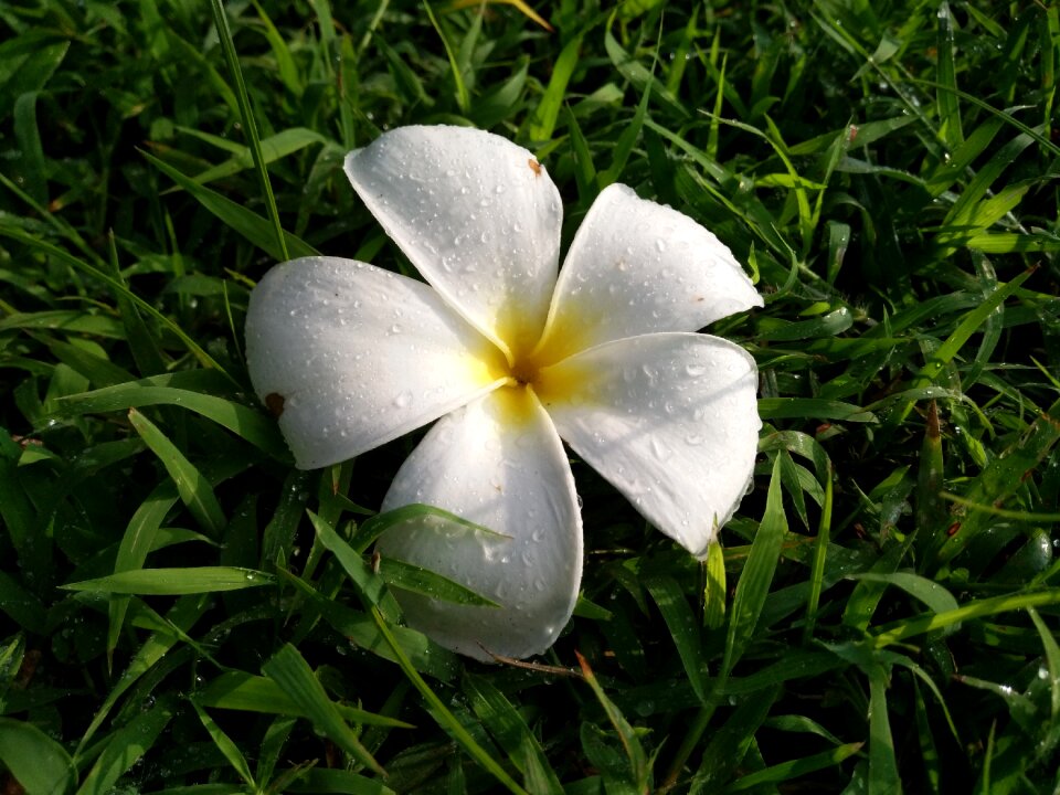 Rain grass flower fall