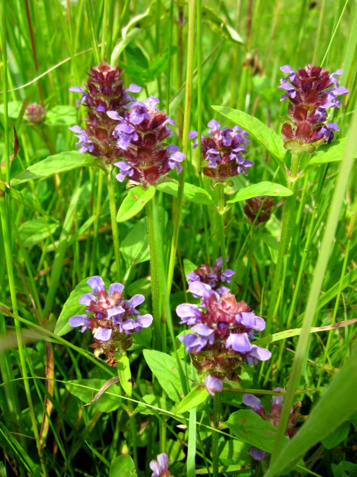 20130702Prunella_vulgaris1