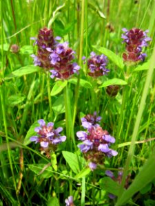 20130702Prunella_vulgaris1