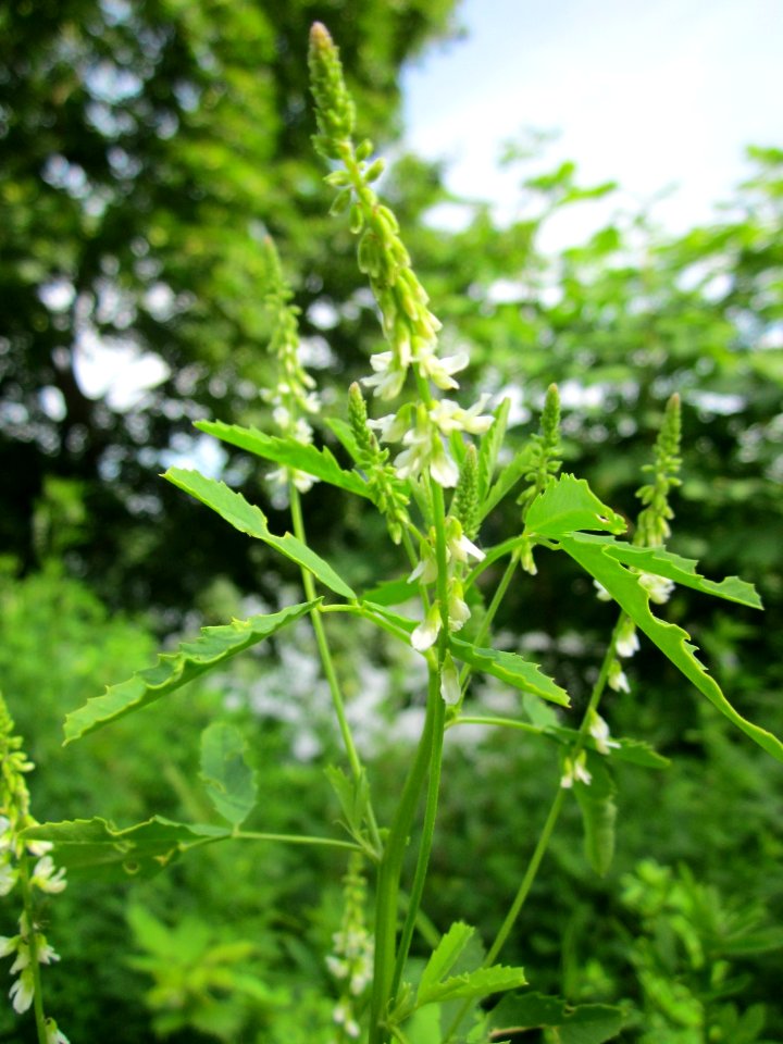 20130702Melilotus_albus1