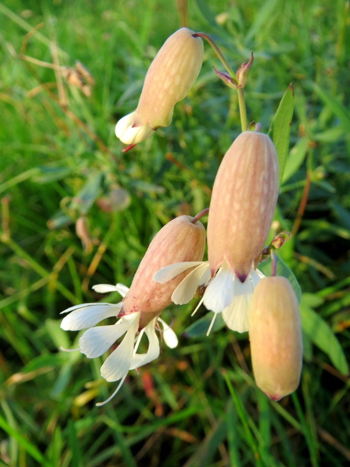 20131022Silene_vulgaris3