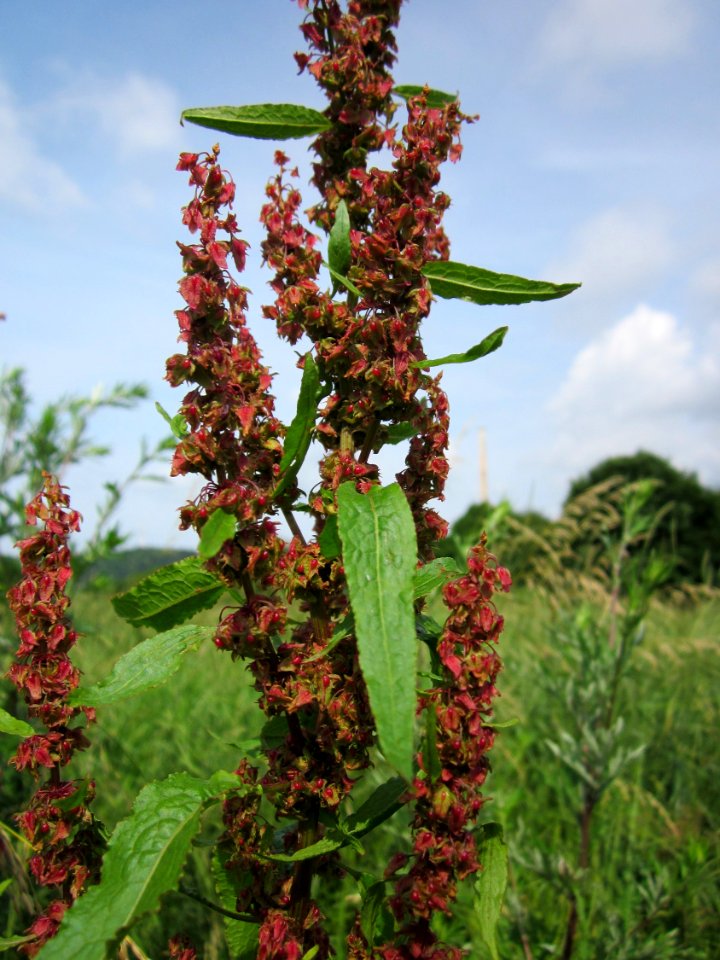 20130702Rumex_obtusifolius2