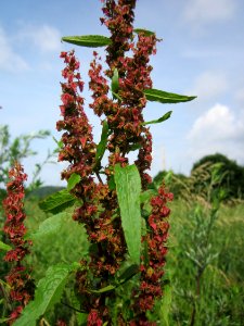 20130702Rumex_obtusifolius2