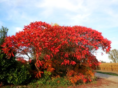 20131022Essigbaum1