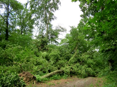 20130622Sturmschaden_Schwetzinger_Hardt02