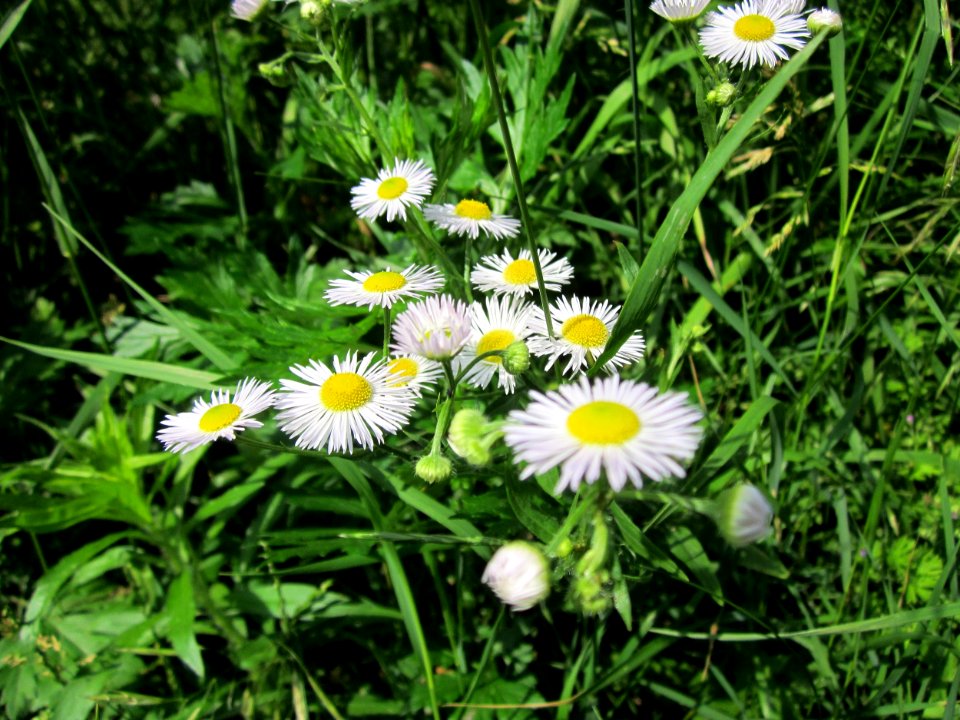 20130628Erigeron_annuus2