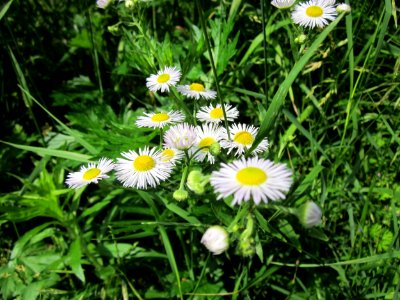 20130628Erigeron_annuus2