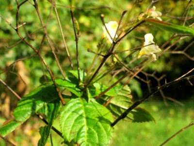 20131019Impatiens_parviflora2